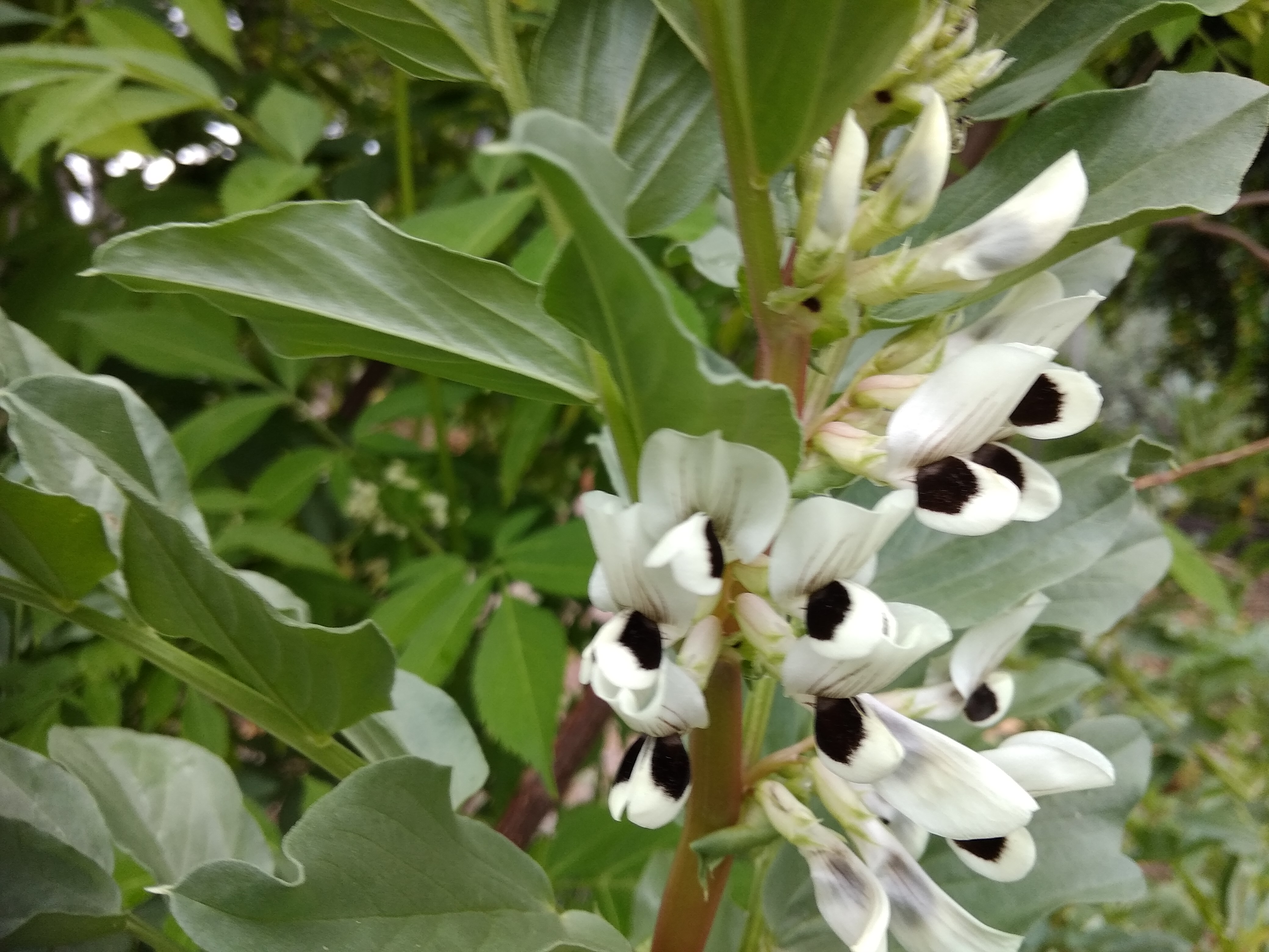 Broad Bean Flower